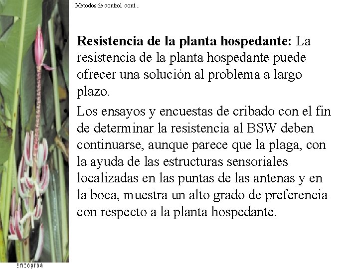 Metodos de control cont. . . • Resistencia de la planta hospedante: La resistencia Metodos de control cont. . . • Resistencia de la planta hospedante: La resistencia