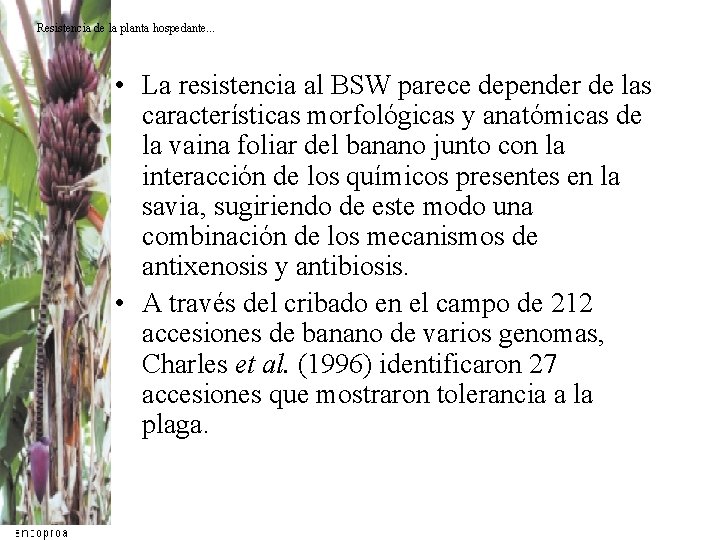 Resistencia de la planta hospedante. . . • La resistencia al BSW parece depender Resistencia de la planta hospedante. . . • La resistencia al BSW parece depender