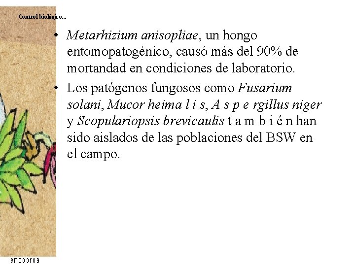 Control biológico. . . • Metarhizium anisopliae, un hongo entomopatogénico, causó más del 90% Control biológico. . . • Metarhizium anisopliae, un hongo entomopatogénico, causó más del 90%