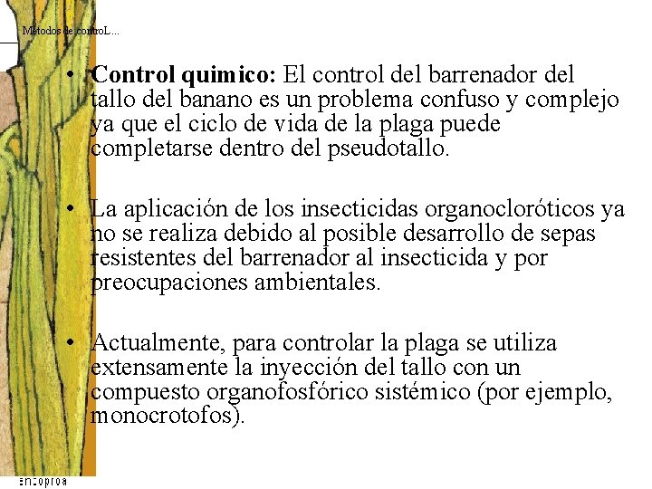Metodos de contro. L. . . • Control quimico: El control del barrenador del Metodos de contro. L. . . • Control quimico: El control del barrenador del
