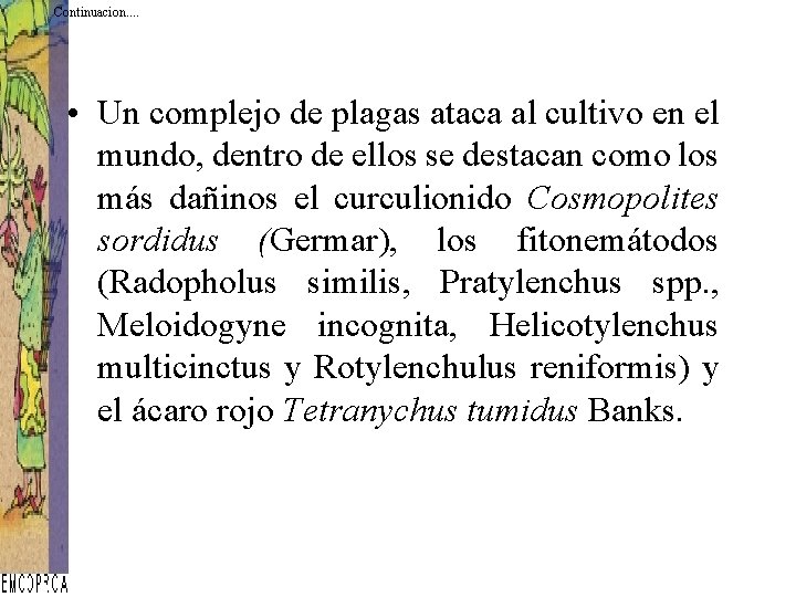 Continuacion. . • Un complejo de plagas ataca al cultivo en el mundo, dentro Continuacion. . • Un complejo de plagas ataca al cultivo en el mundo, dentro