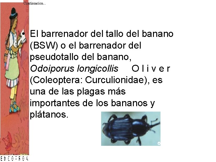 Continuacion. . . • El barrenador del tallo del banano (BSW) o el barrenador Continuacion. . . • El barrenador del tallo del banano (BSW) o el barrenador