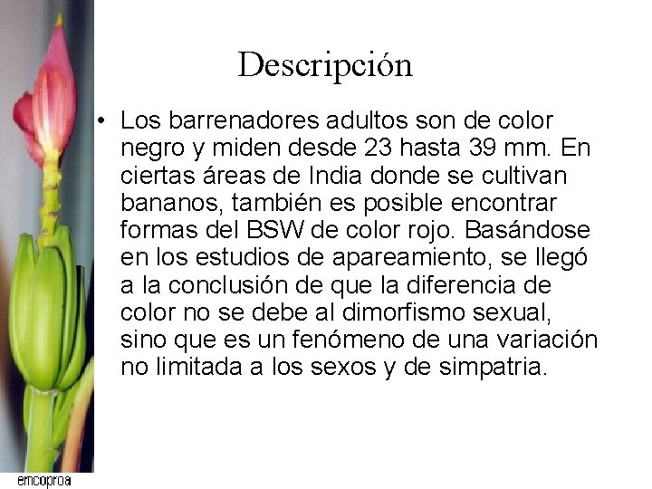 Descripción • Los barrenadores adultos son de color negro y miden desde 23 hasta Descripción • Los barrenadores adultos son de color negro y miden desde 23 hasta