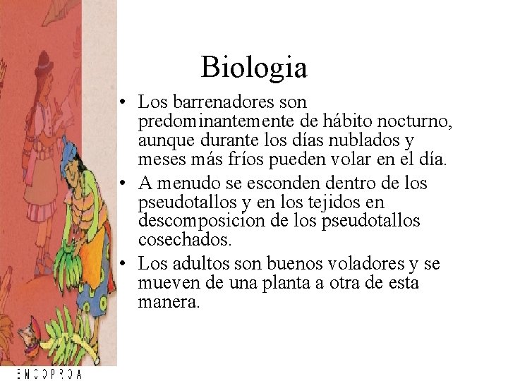 Biologia • Los barrenadores son predominantemente de hábito nocturno, aunque durante los días nublados Biologia • Los barrenadores son predominantemente de hábito nocturno, aunque durante los días nublados