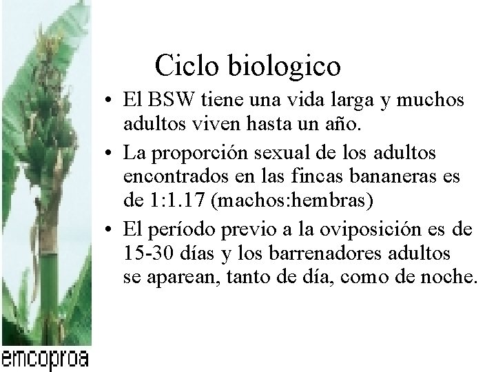 Ciclo biologico • El BSW tiene una vida larga y muchos adultos viven hasta Ciclo biologico • El BSW tiene una vida larga y muchos adultos viven hasta