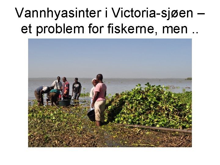 Vannhyasinter i Victoria-sjøen – et problem for fiskerne, men. . 