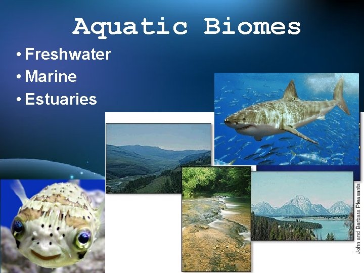 Aquatic Biomes • Freshwater • Marine • Estuaries 