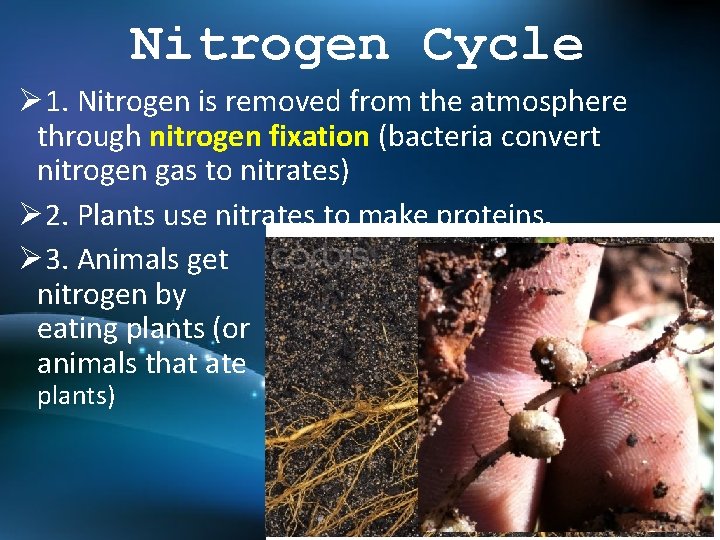 Nitrogen Cycle Ø 1. Nitrogen is removed from the atmosphere through nitrogen fixation (bacteria