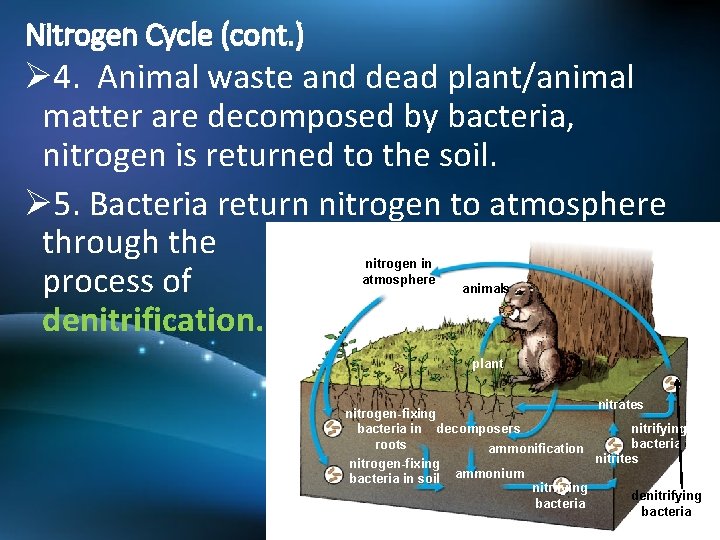 Nitrogen Cycle (cont. ) Ø 4. Animal waste and dead plant/animal matter are decomposed