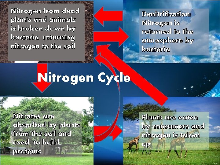 Nitrogenfrom Nitrogen is Nitrogen dead Fixation: Nitrogen excreted animals plants andby animals isbroken taken