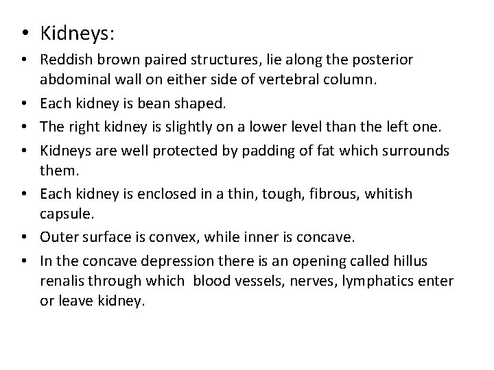  • Kidneys: • Reddish brown paired structures, lie along the posterior abdominal wall