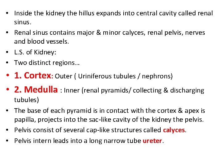 • Inside the kidney the hillus expands into central cavity called renal sinus.