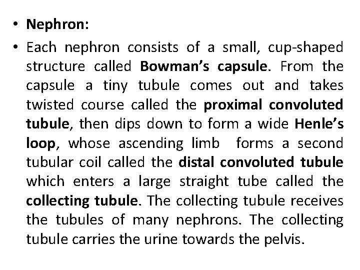  • Nephron: • Each nephron consists of a small, cup-shaped structure called Bowman’s
