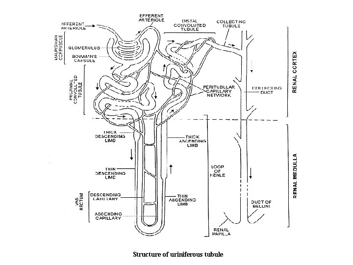 Structure of uriniferous tubule 