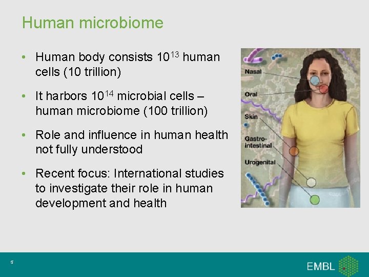 Human microbiome • Human body consists 1013 human cells (10 trillion) • It harbors