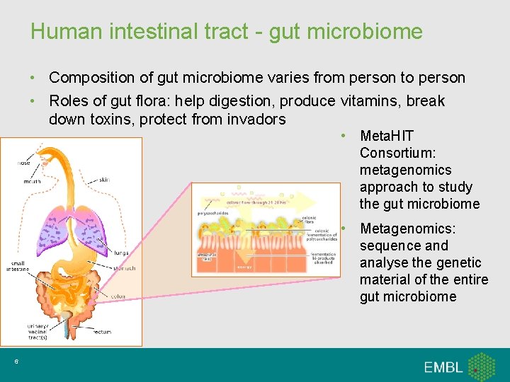 Human intestinal tract - gut microbiome • Composition of gut microbiome varies from person