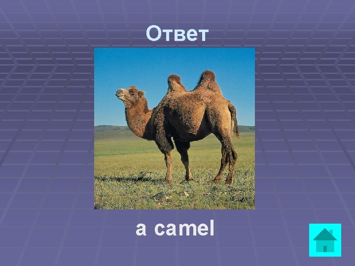 Ответ a camel 