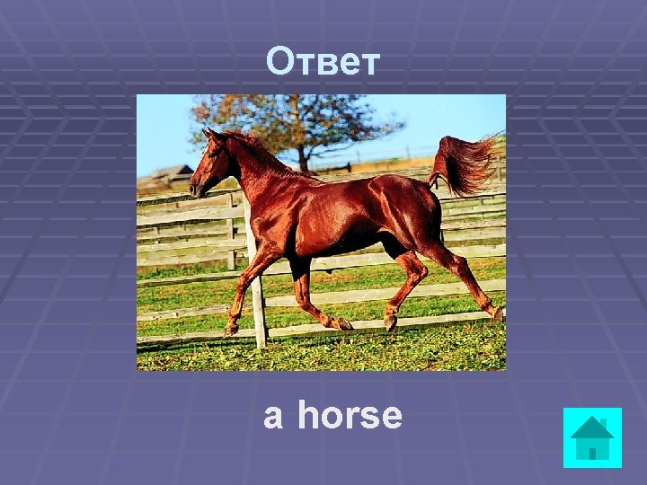 Ответ a horse 