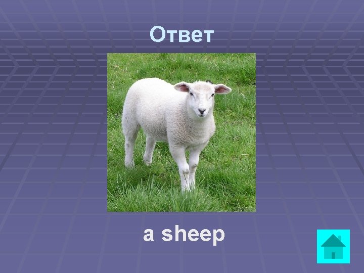 Ответ a sheep 