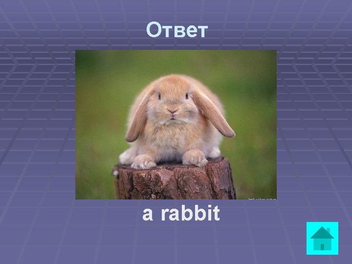 Ответ a rabbit 