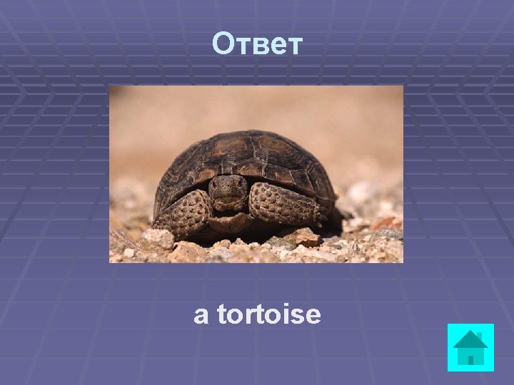 Ответ a tortoise 