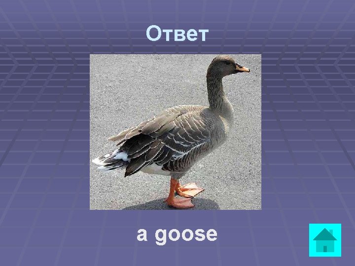 Ответ a goose 