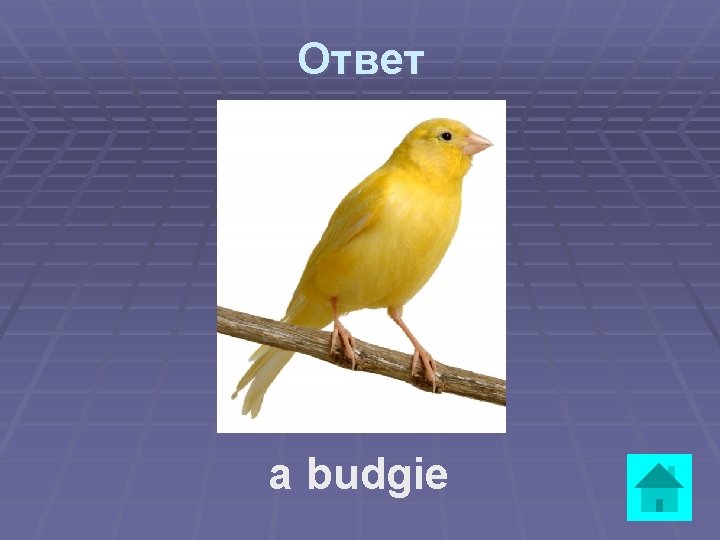 Ответ a budgie 