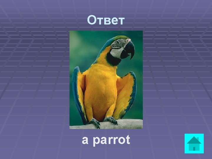 Ответ a parrot 