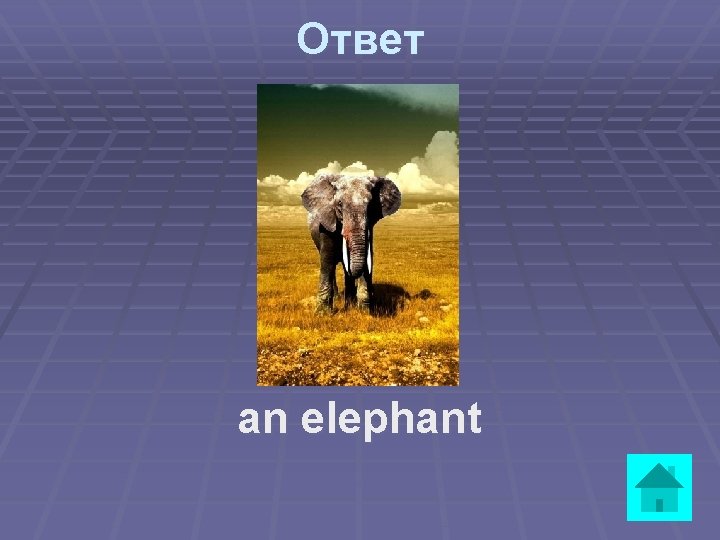 Ответ an elephant 
