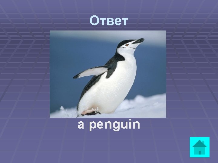 Ответ a penguin 
