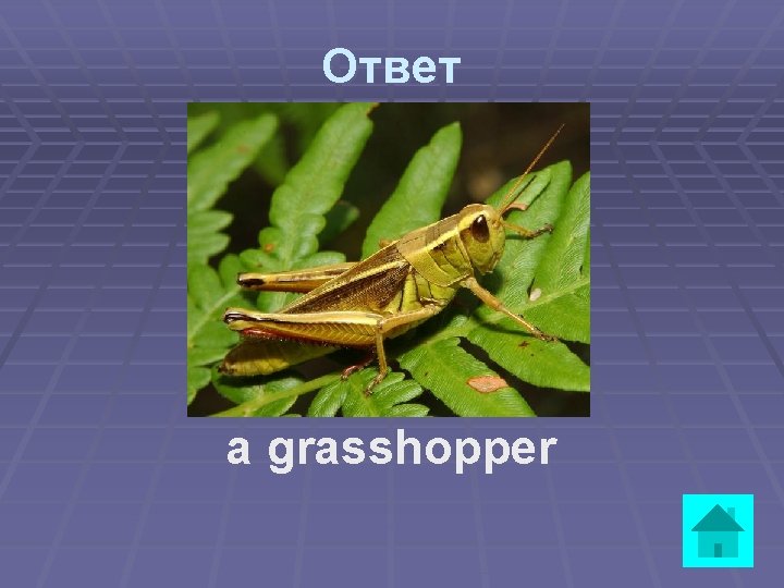 Ответ a grasshopper 