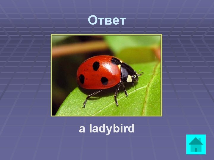 Ответ a ladybird 