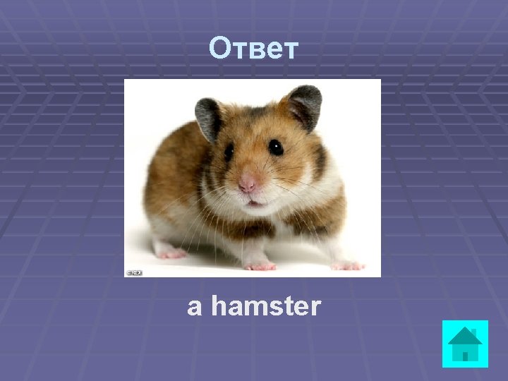 Ответ a hamster 