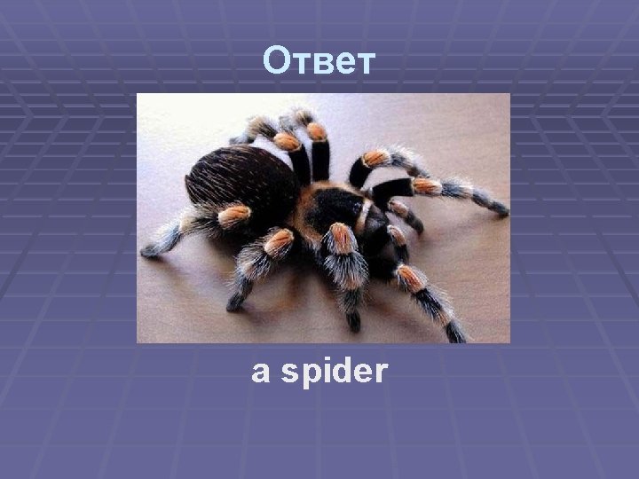 Ответ a spider 