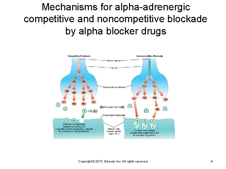 Mechanisms for alpha-adrenergic competitive and noncompetitive blockade by alpha blocker drugs Copyright © 2017,