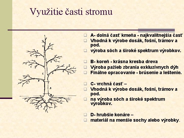 Využitie časti stromu q A- dolná časť kmeňa - najkvalitnejšia ćasť q Vhodná k