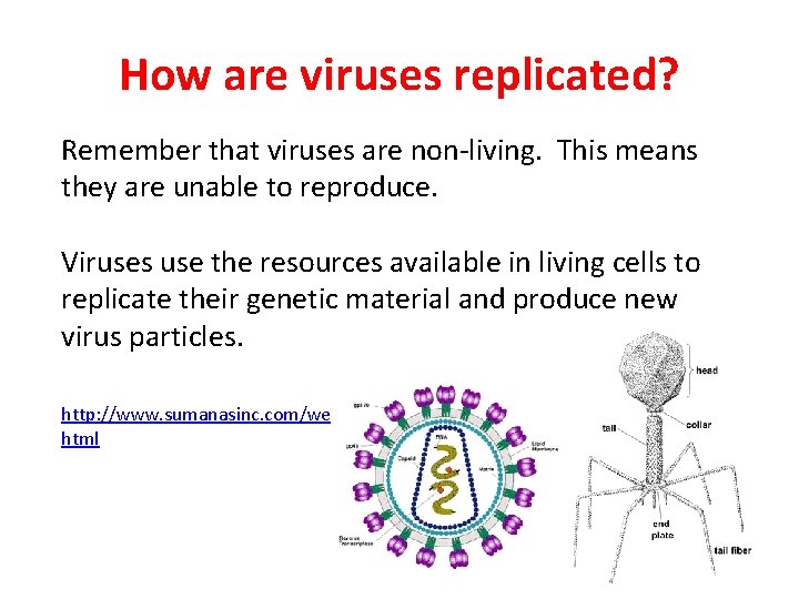 How are viruses replicated? Remember that viruses are non-living. This means they are unable