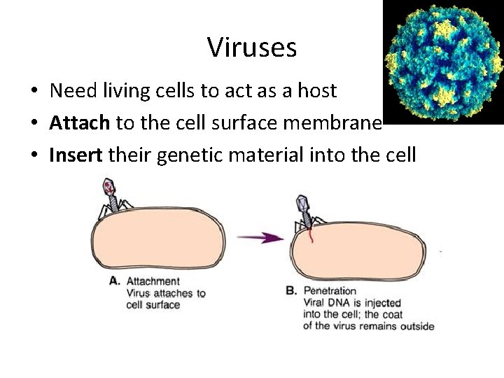 Viruses • Need living cells to act as a host • Attach to the