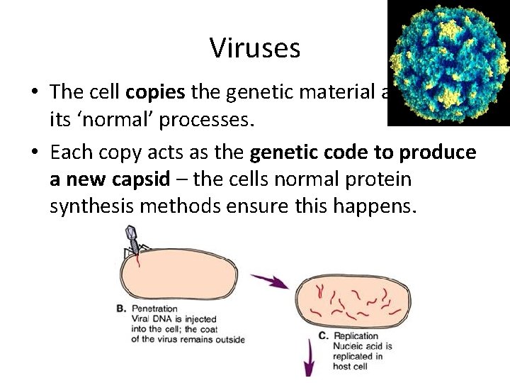 Viruses • The cell copies the genetic material as part of its ‘normal’ processes.