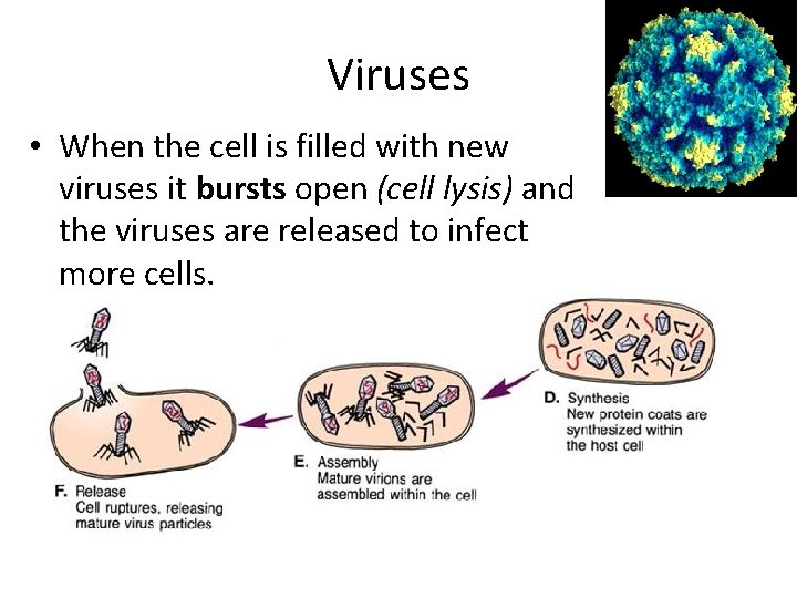 Viruses • When the cell is filled with new viruses it bursts open (cell