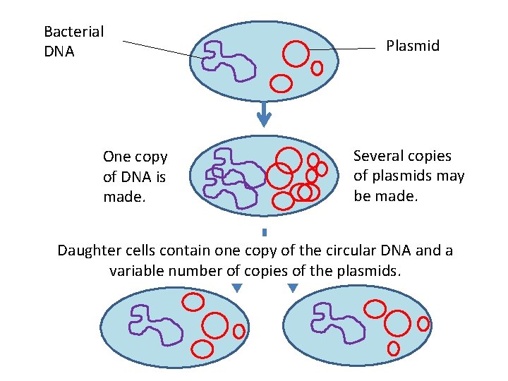 Bacterial DNA One copy of DNA is made. Plasmid Several copies of plasmids may