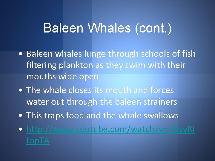 Baleen Whales (cont. ) • Baleen whales lunge through schools of fish filtering plankton