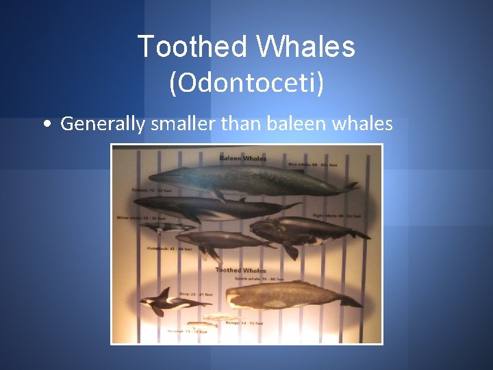 Toothed Whales (Odontoceti) • Generally smaller than baleen whales 