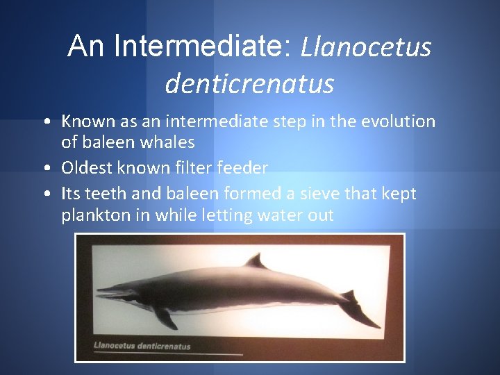 An Intermediate: Llanocetus denticrenatus • Known as an intermediate step in the evolution of