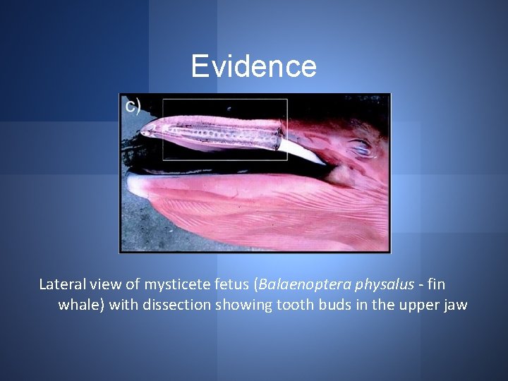 Evidence Lateral view of mysticete fetus (Balaenoptera physalus - fin whale) with dissection showing