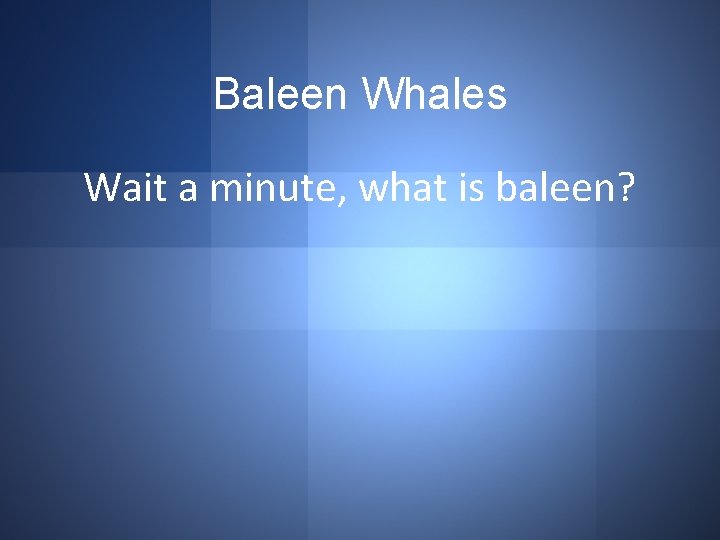 Baleen Whales Wait a minute, what is baleen? 