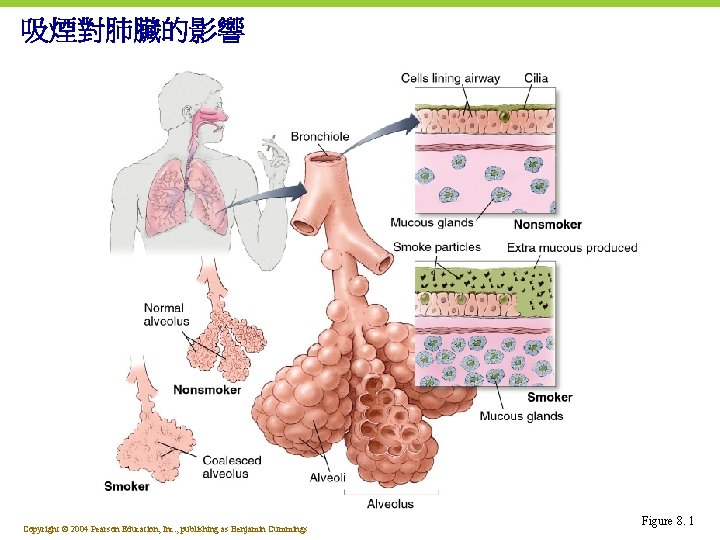 吸煙對肺臟的影響 Copyright © 2004 Pearson Education, Inc. , publishing as Benjamin Cummings Figure 8.