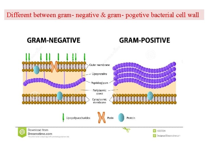 Different between gram- negative & gram- pogetive bacterial cell wall 