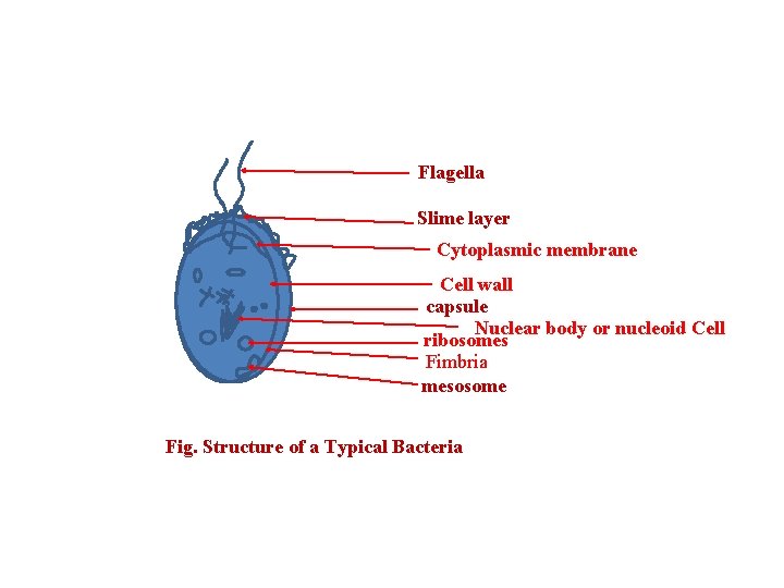 Flagella Slime layer Cytoplasmic membrane Cell wall capsule Nuclear body or nucleoid Cell ribosomes