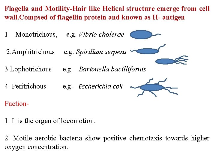 Flagella and Motility-Hair like Helical structure emerge from cell wall. Compsed of flagellin protein